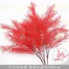 Bright red six-pronged mist flower branch