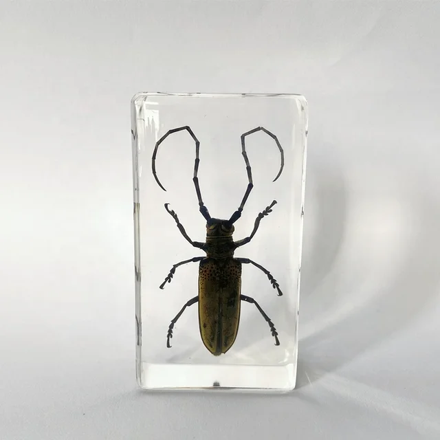 Real Natural Insect Safe Epoxy Resin Animal Toys Long-horned Beetle Specimen for Kids