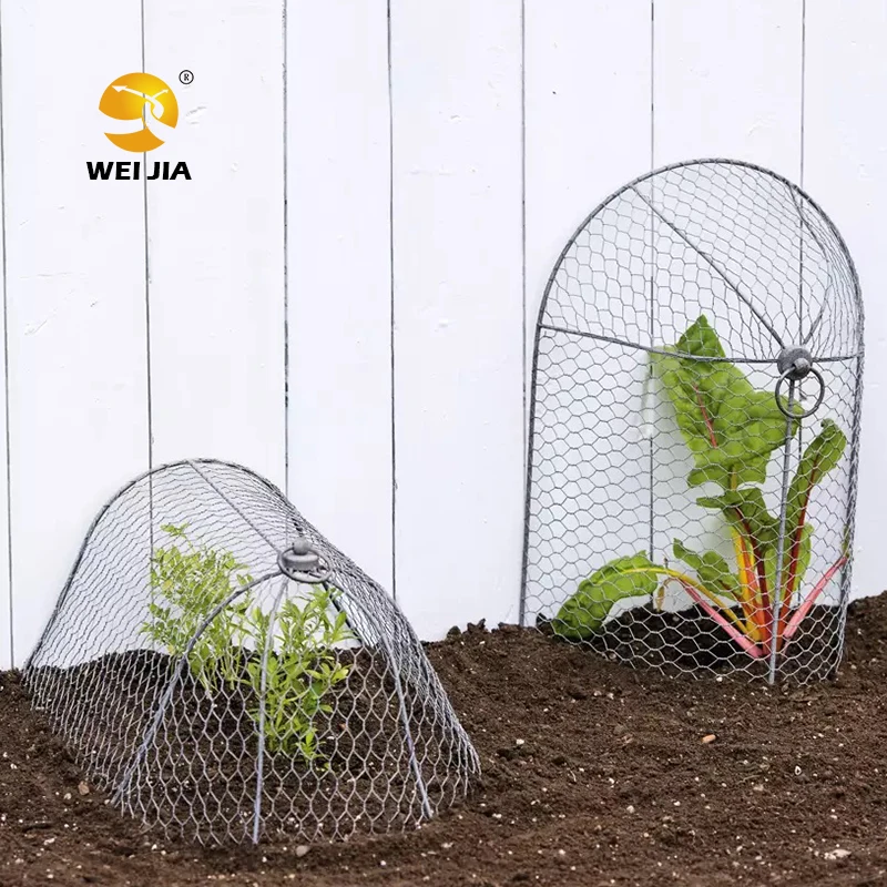 Professional Factory 11.8" Diameter X 15.7"Height  Plant Metal Mesh Protector and Cover, Garden Chicken Wire Cloche
