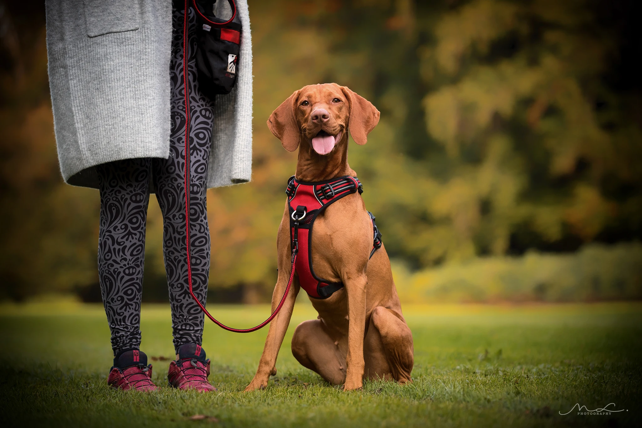 Truelove High Quality Dog Harness Leash Collar Set Dog Accessories Pet 