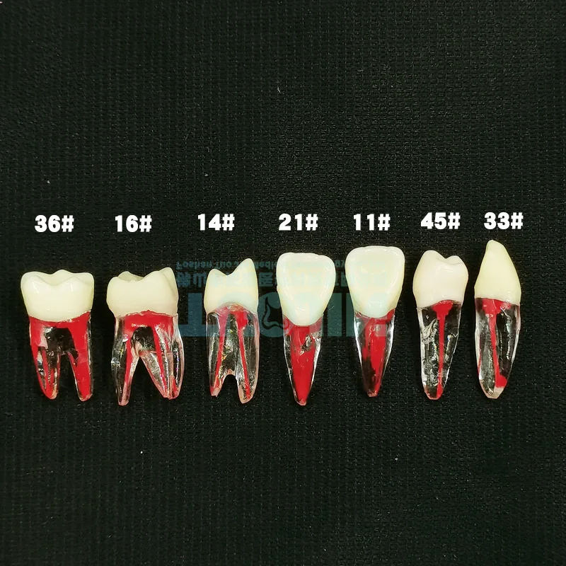 Dental Endo Tooth Root Models - TUOJIN Resin Practice Blocks