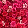 Rose Madder