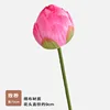 Bocciolo di loto a stelo singolo e petalo doppio, rosa rosa