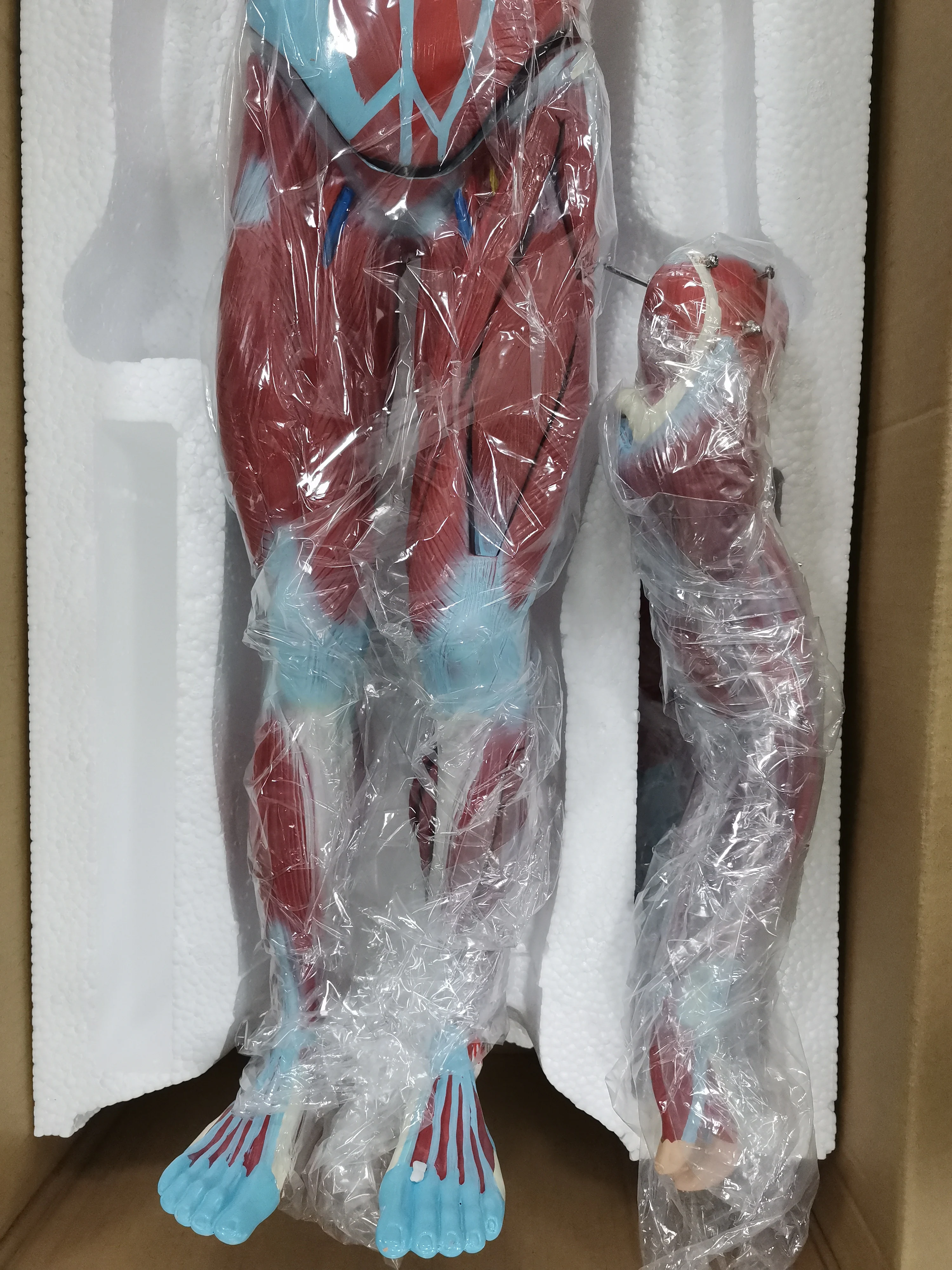 Мышца человеческого тела прикреплена с помощью модели внутренних органов 80 см модель распределения мышц в человеческом теле