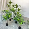 Dracaena Fragrans 12#