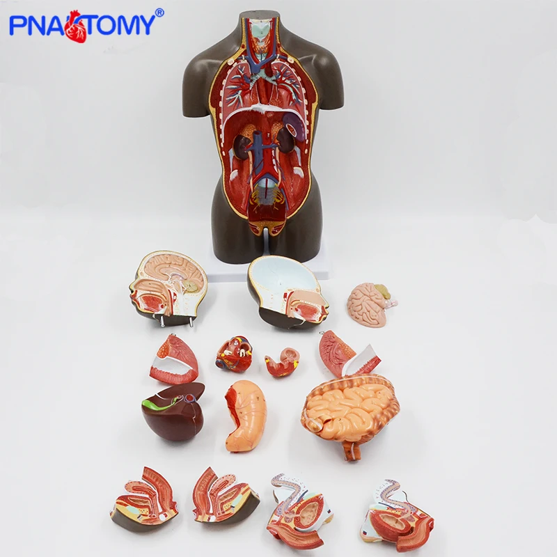 African Human Torso Body Model Anatomy Anatomical Medical Internal ...