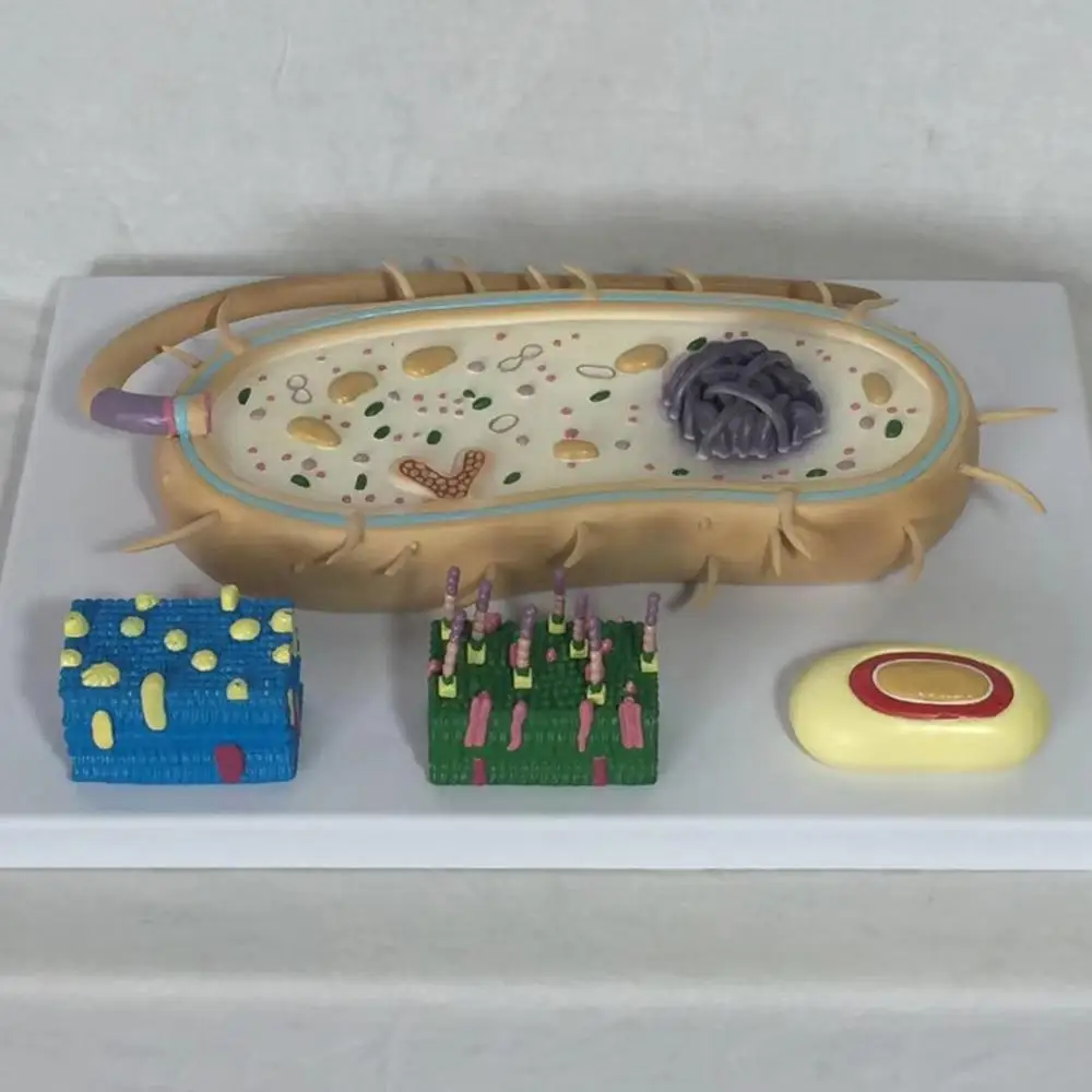 Bacteria Model an Enlarged Model of Bacterial Morphology and Structure