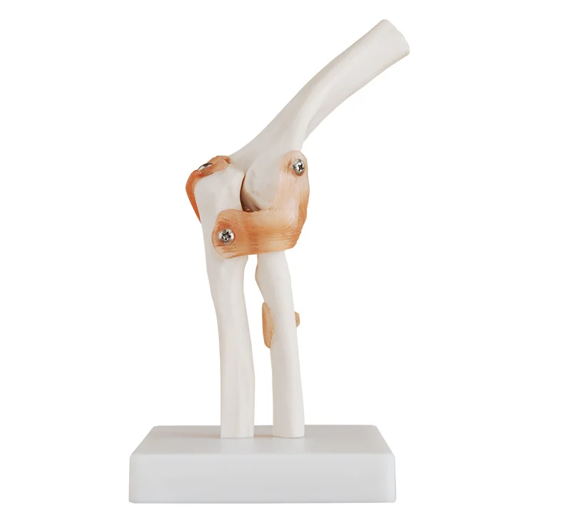 life-size elbow joint skeleton model