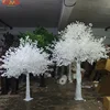 blanco4