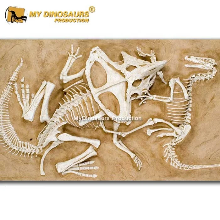 Venta Al Por Mayor Fosiles De Dinosaurios Reales Compre Online Los Mejores Fosiles De Dinosaurios Reales Lotes De China Fosiles De Dinosaurios Reales A Mayoristas Alibaba Com