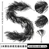 2-meter black Norfolk Pine - 60 heads