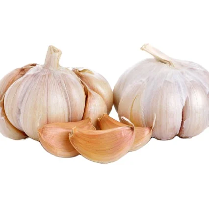 garlic garlic garlicgarlic wholesale sale cheap normal white