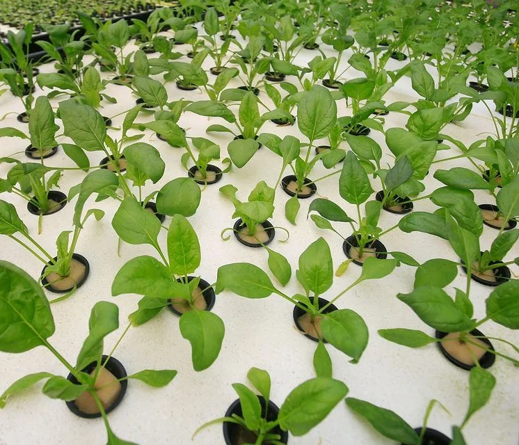 gardyn hydroponic system