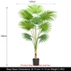 160cm Licuala grandis