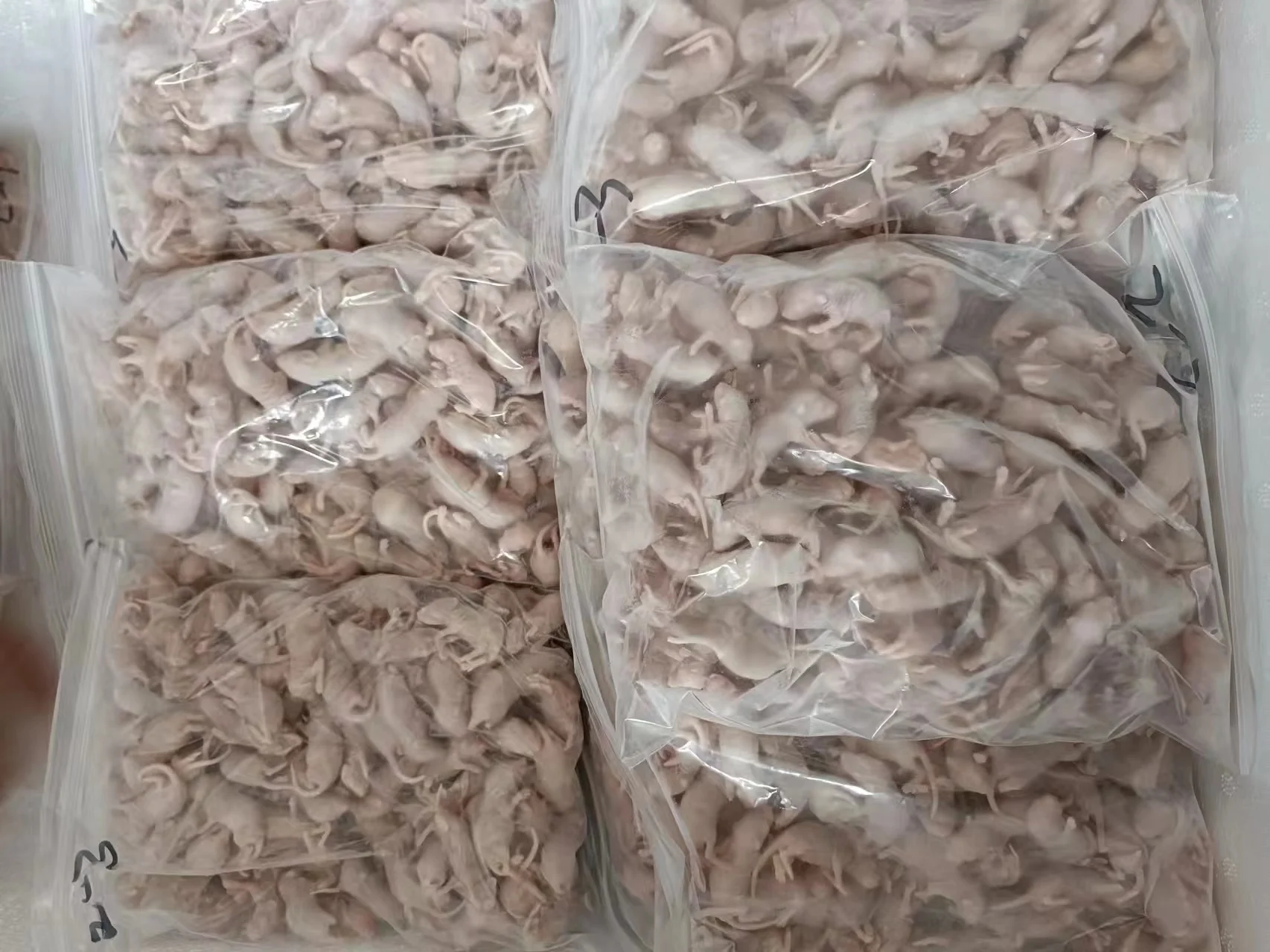 Pinky Mice for Pet Snakes, Lizards, Frogs, Turtles, Crocodiles, Foxes ...