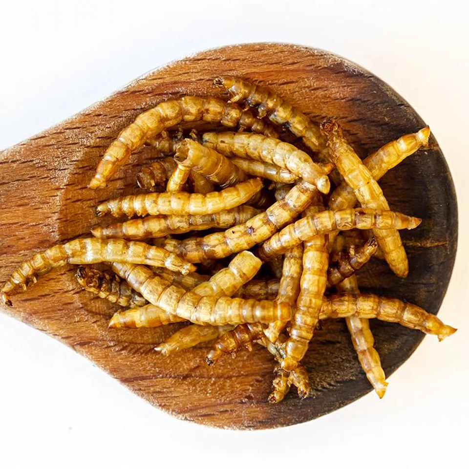 Insect Mealworm Black Soldier Fly Larvae Dried Mealworms For Chickens