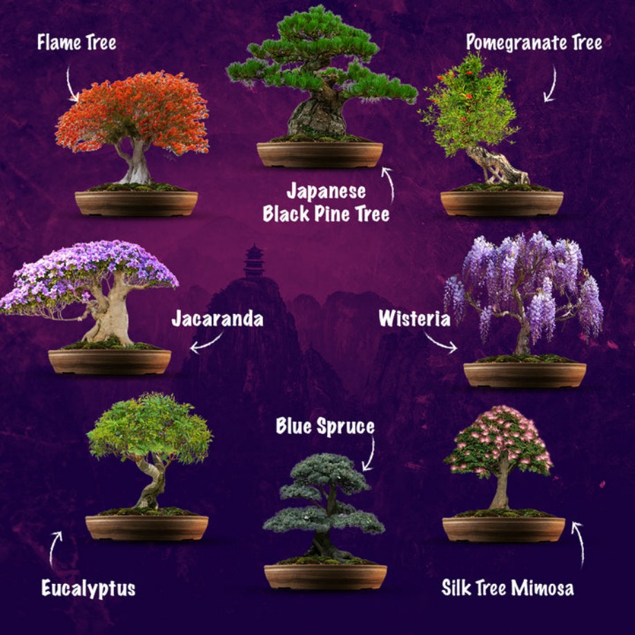 Wholesale Flame Tree Bonsai Packet for Planting - Perfect for Indoor  Decoration & Gifts, Ideal Bonsai Supplies for Sale