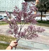 autumn purple