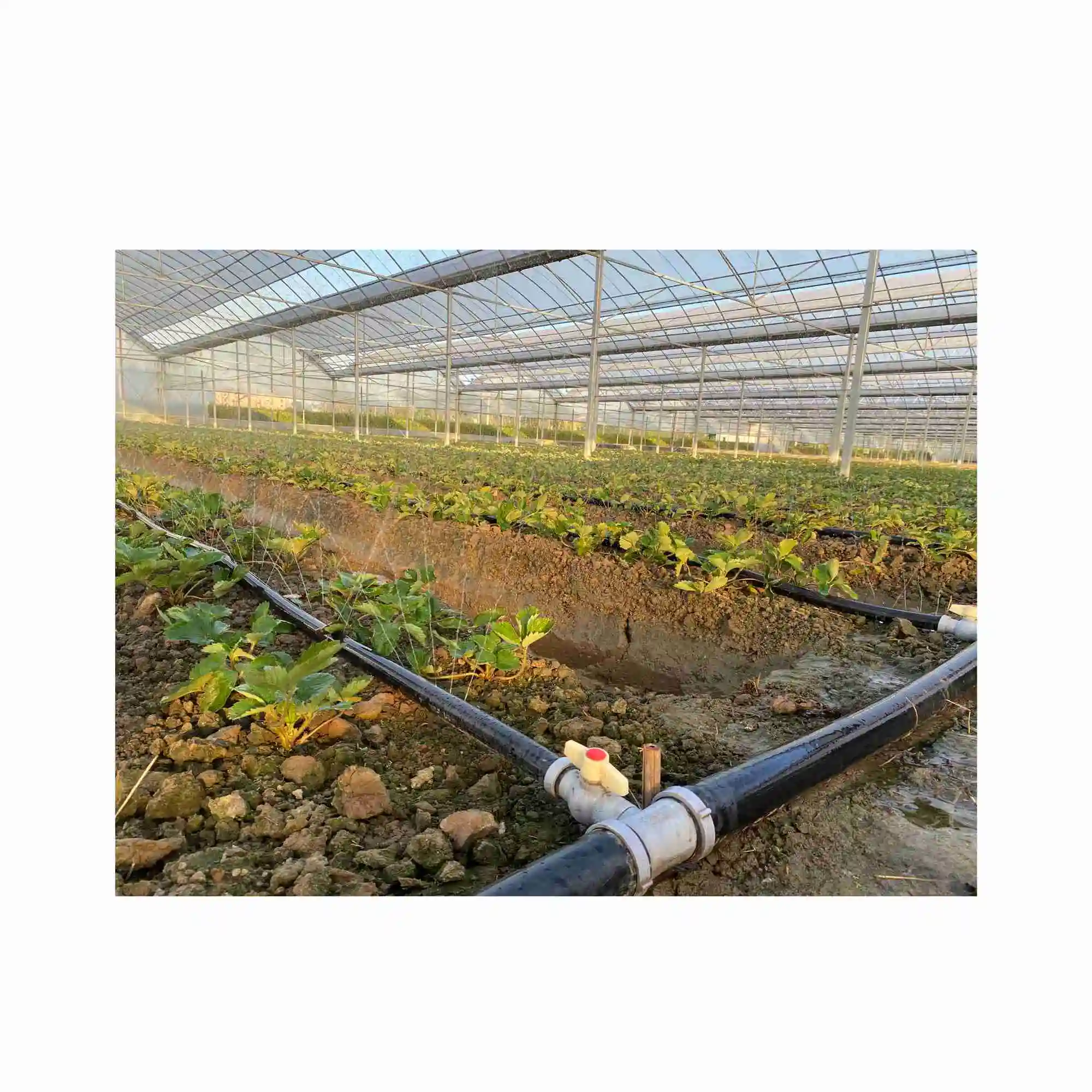 Neetrue soaker hose lawn irrigation plant irrigation system micro spray hose for Agriculture