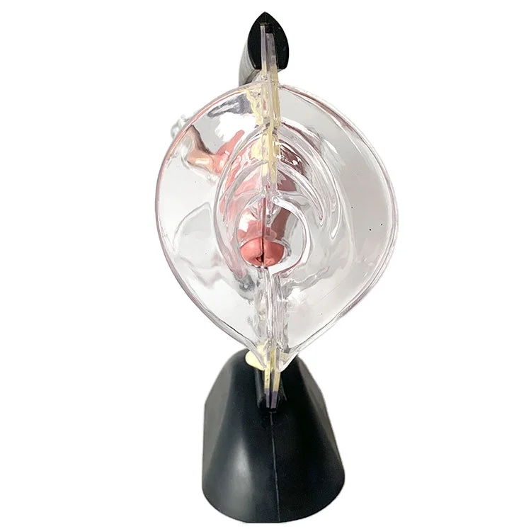 Human Transparent Uterus Anatomical Models Life Size Female Reproductive Teaching Models Human Visible Uterus Learning Models