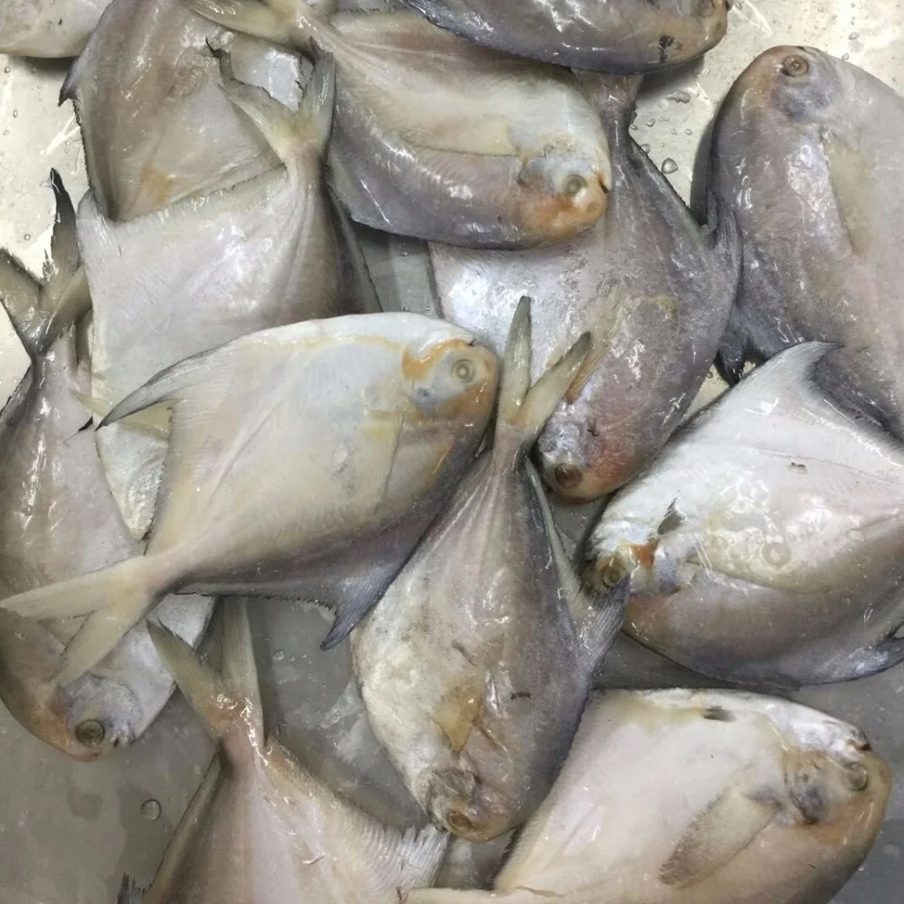 Fujian Supplier Good Quality Cheap Price Frozen White Pomfret Fish ...