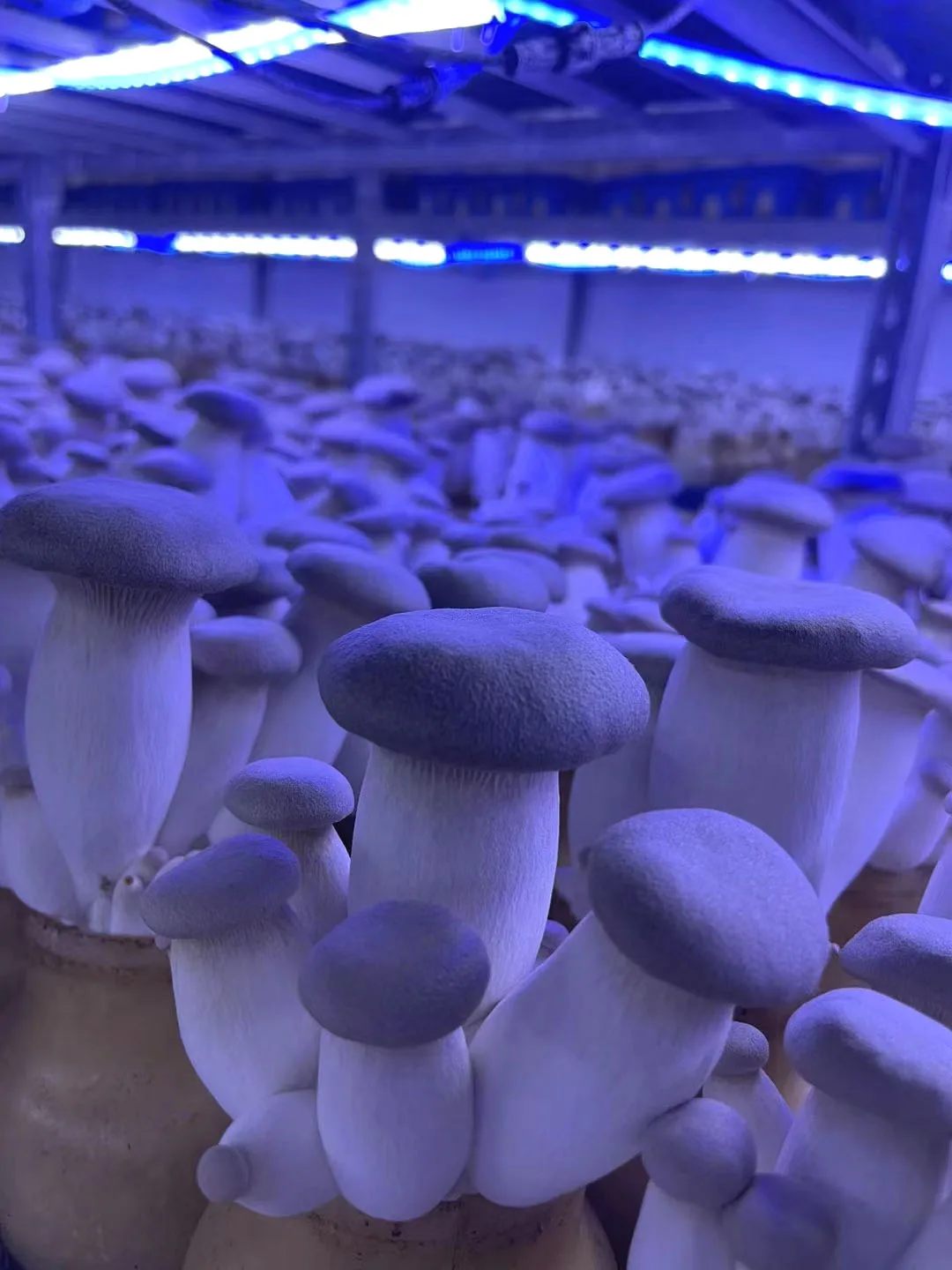 Precious Bottle Growing King Oyster Mushroom S M L Size Eryngii Buy