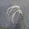 White Amaranthus