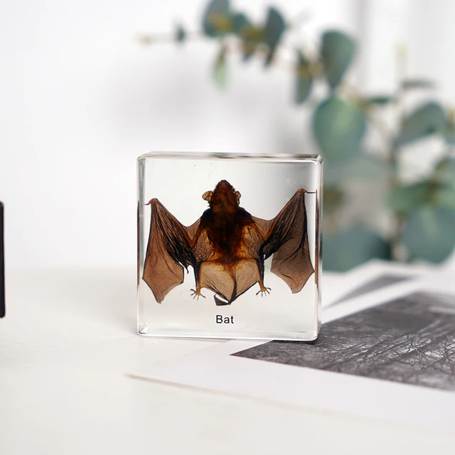 Animal Paperweight Transparent Resin Real Bat Embedded Specimen Teaching Aids School Equipment