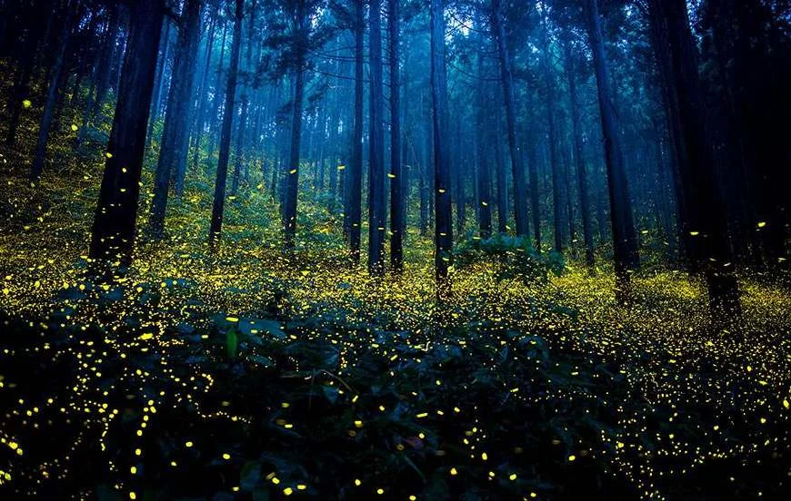置物 glowing forest IdeaWorks Solar Iridescent String Lights - 10ct Large