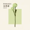 Hortensia