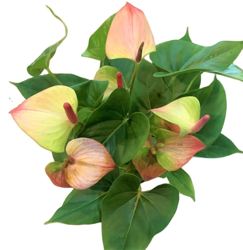 批发麦冬树天然计划红花混合活植物装饰 Buy 蔓绿绒红掌混合 蔓绿绒活的植物 天然植物蔓绿绒product On Alibaba Com