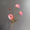 Rosa1