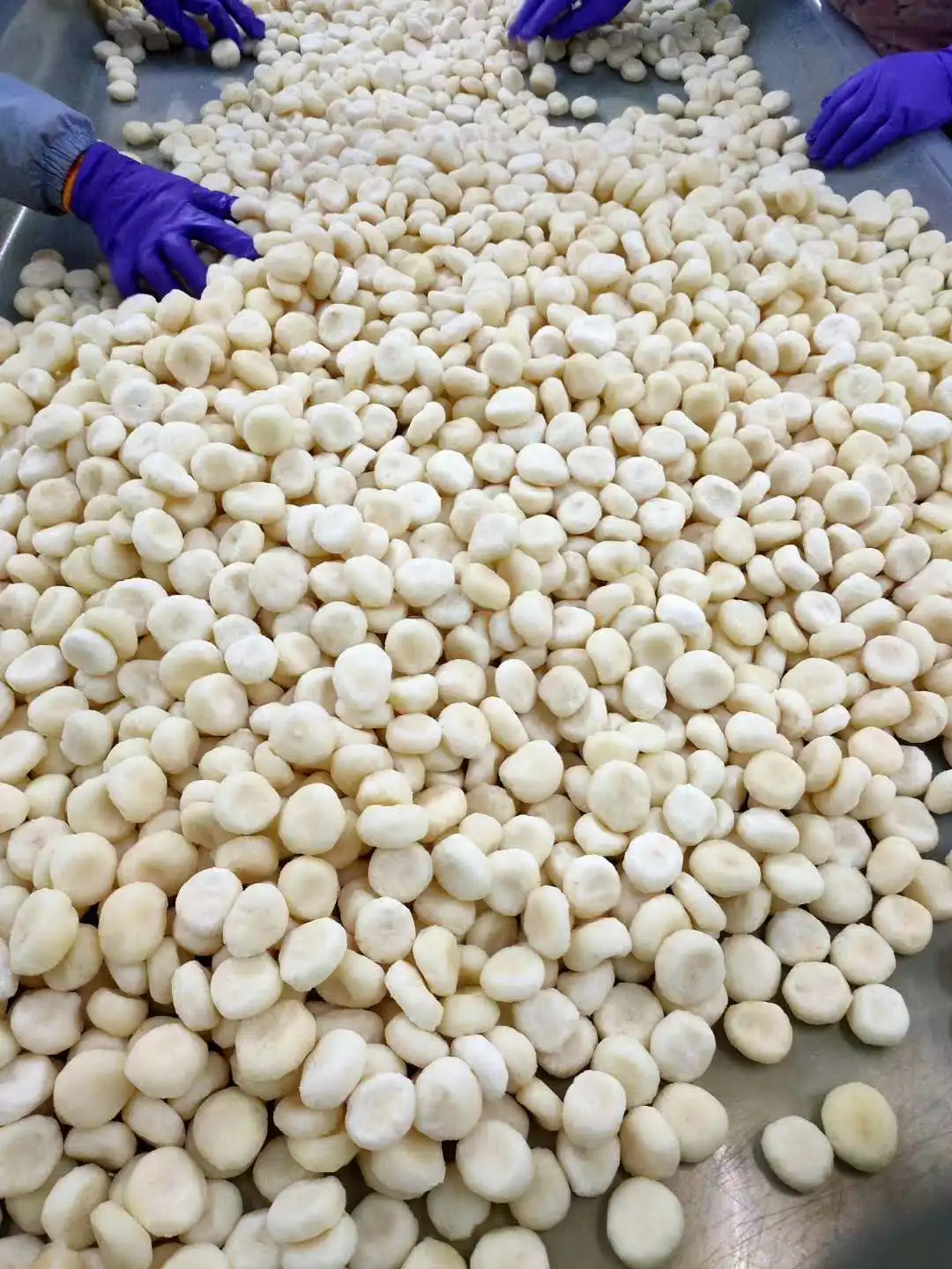 Nagykereskedelmi IQF fagyasztott vízgesztenye szeletek IQF vízgesztenye szupermarketeknek