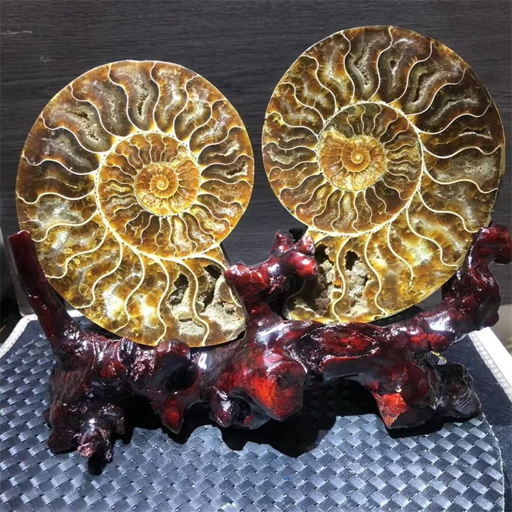 Natural Conch Fossils Rainbow Ammonite Specimens for Sale