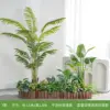Aménagement paysager de plantes vertes de palmier areca de style Y