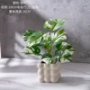 Planta en maceta Monstera deliciosa (blanca) de 28 cm