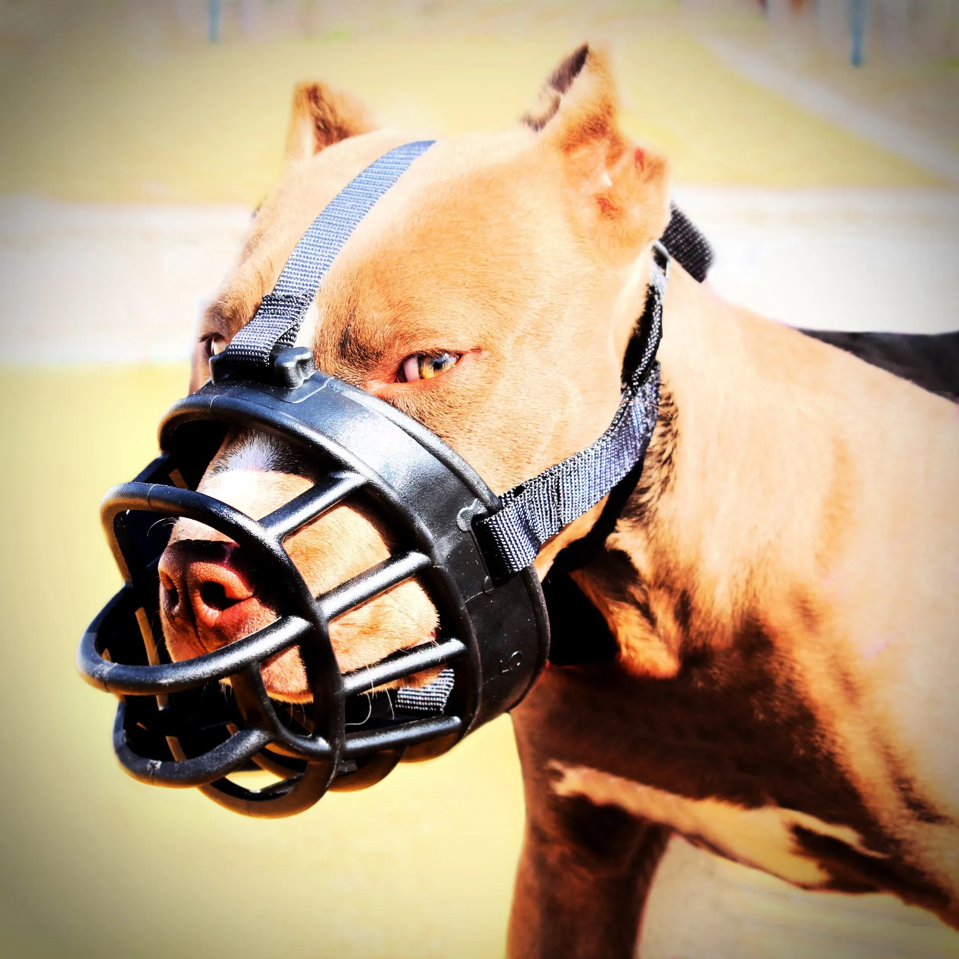 新款硅胶宠物用品狗嘴里配件狗用品防咬防打鼾狗嘴盖