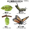 ZZ Monarch Butterfly Life Cycle