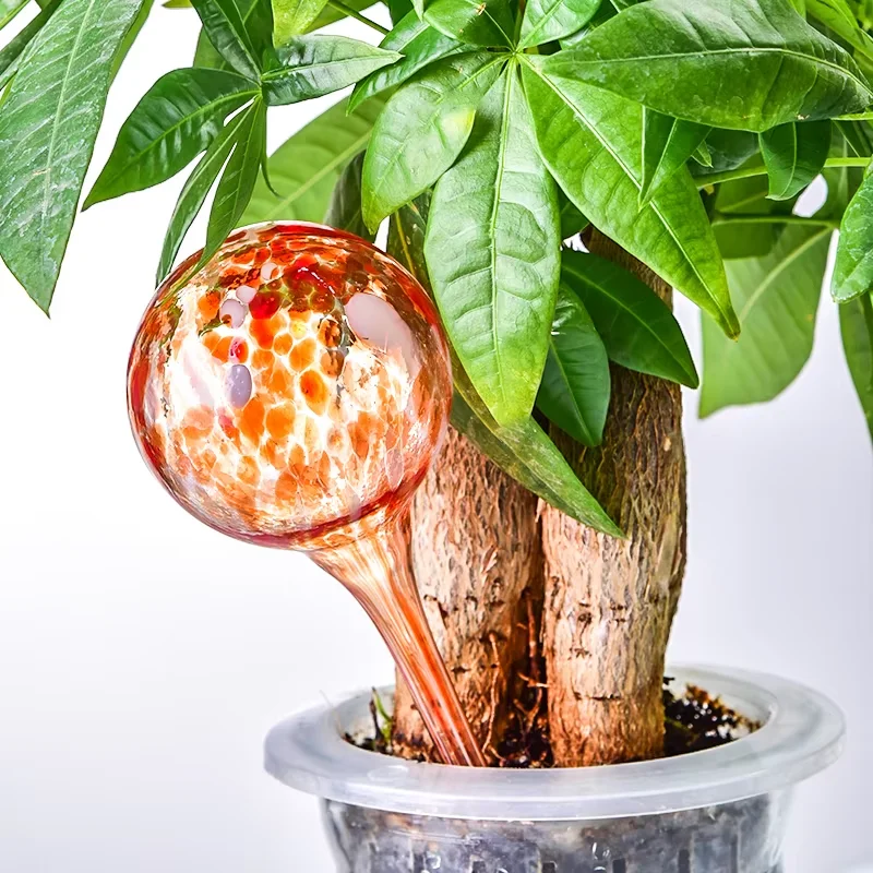 sansevieria trifasciata victoria Snake Plant | Sansevieria Victoria