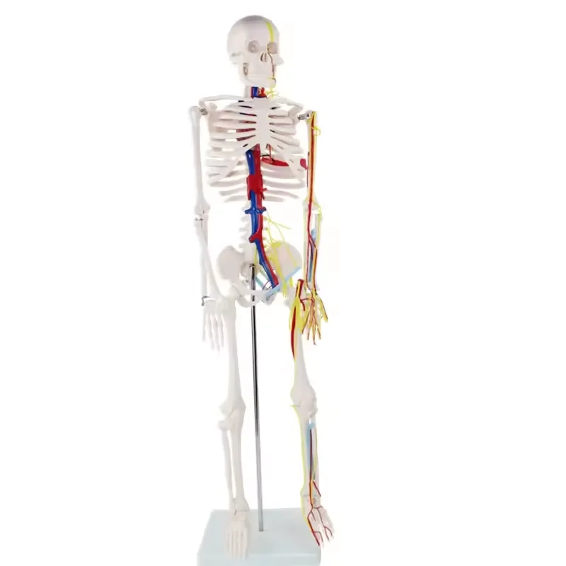 85cm Tall PVC Human Skeleton Model Medical Anatomy Skeleton Plastic Skeleton Model Human Sketeon Model