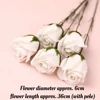 Pastèque rouge roses blanches pures 5pcs