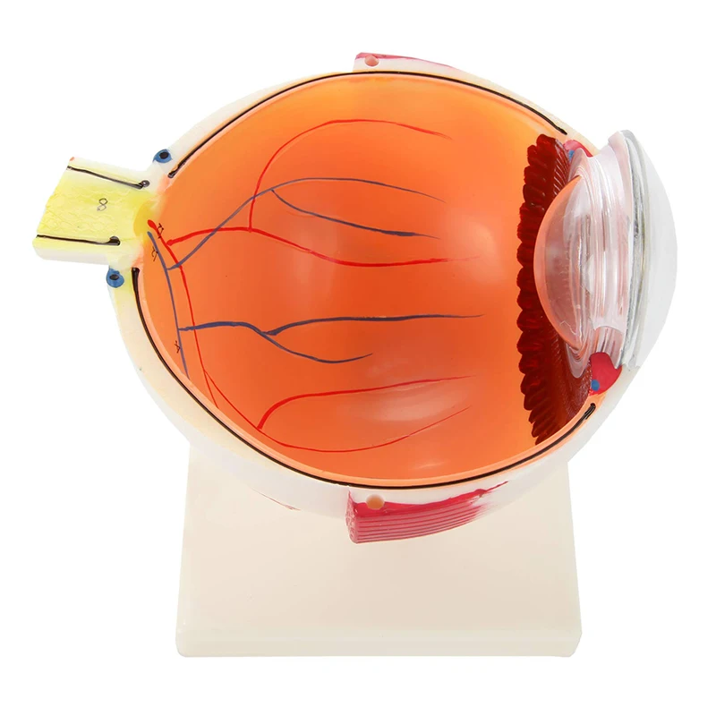 Medical Plastic Simulation 6X Enlarged Human Eye 3d Model For Science Display Teaching