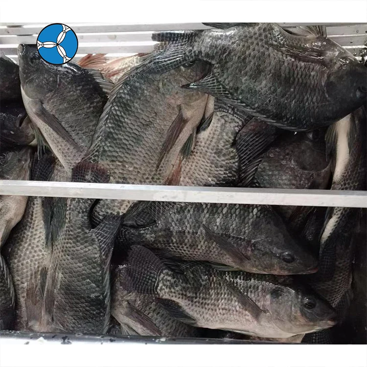 Низкая цена рыба замороженная черная Тилапия оптовая продажа