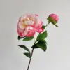 Rosa coral