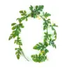 Green 4
