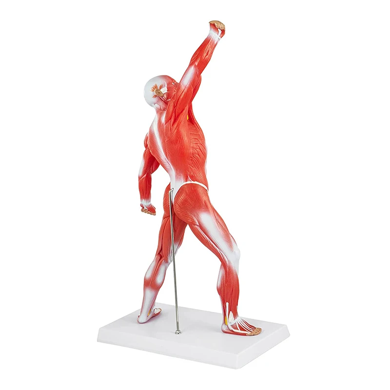 Medical Anatomical Muscle Model PVC Mini Human Muscle Model For Hospital Training
