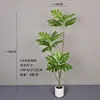 1.8-meter breadfruit tree