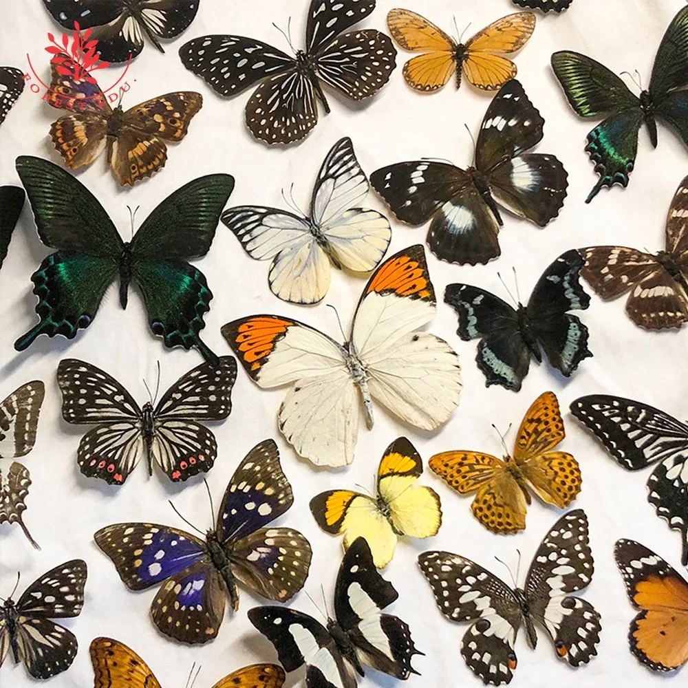 生物学的教育本物の蝶の標本教育保存されたリソース本物の蝶の剥製動物