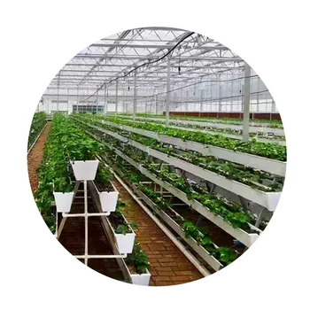 Greenhouse Strawberry Soilless Cultivation Hydroponic A Frame Vertical Growing Trough Vertical NFT System Guttering