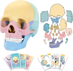 EPT STEM Toy Medical Science Anatomy 17pcs Human Skull Model with 10 Educational Cards DIY 3D Anatomy Puzzle Toy